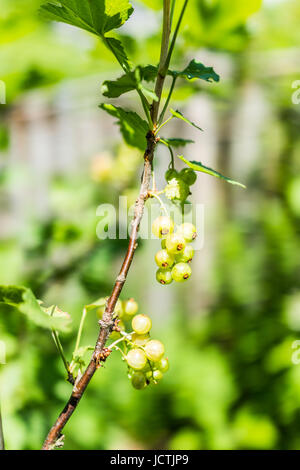 Macro closeup di appendere rosso bacche Ribes maturazione su stelo della pianta con bush bokeh di fondo Foto Stock