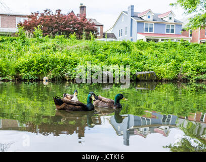 Tre verdi anatre nuotare nella calma Carroll Creek in Frederick, Maryland in posizione di parcheggio Foto Stock