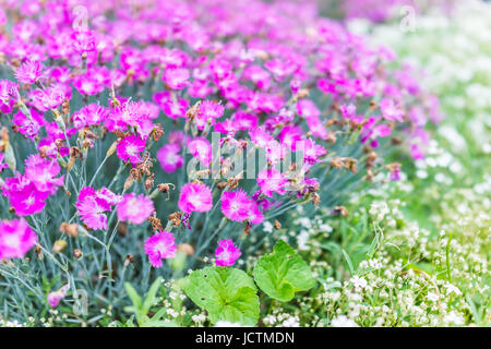 Macro closeup di molti luminosi rosa vibranti dianthus fiori nel giardino Foto Stock