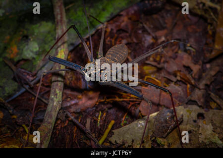 Frustino Scorpion camminando verso il telespettatore attraverso le foglie asciutte, frusta Scorpion amblypygi all'interno del bosco di Cuyabeno Parco Nazionale, in Ecuador. Foto Stock