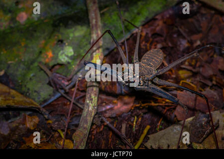 Frustino Scorpion camminando verso il telespettatore attraverso le foglie asciutte, frusta Scorpion amblypygi all'interno del bosco di Cuyabeno Parco Nazionale, in Ecuador. Foto Stock