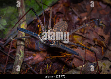 Frustino Scorpion camminando verso il telespettatore attraverso le foglie asciutte, frusta Scorpion amblypygi all'interno del bosco di Cuyabeno Parco Nazionale, in Ecuador. Foto Stock