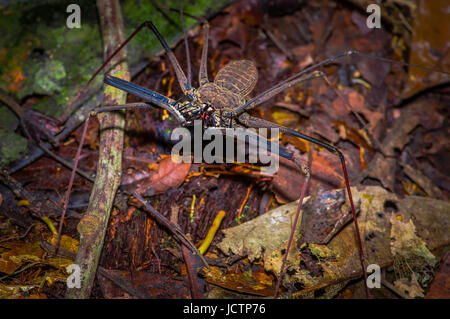 Frustino Scorpion camminando verso il telespettatore attraverso le foglie asciutte, frusta Scorpion amblypygi all'interno del bosco di Cuyabeno Parco Nazionale, in Ecuador. Foto Stock