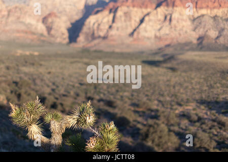 Cactus nel deserto vicino canyon Foto Stock