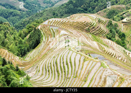 Longji terrazze di riso trova Guilin Guangxi Zhuang Regione Autonoma di Guangxi aka provincia della Cina Foto Stock