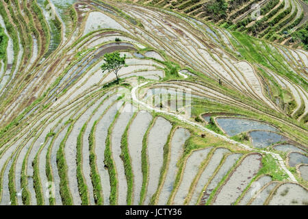 Longji terrazze di riso trova Guilin Guangxi Zhuang Regione Autonoma di Guangxi aka provincia della Cina Foto Stock