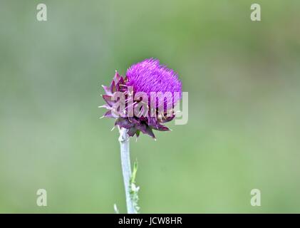 Cardo (Silybum marianum) fiore Foto Stock