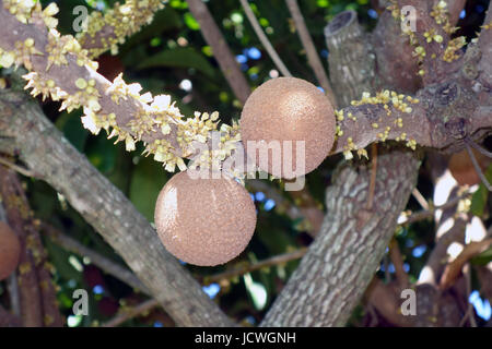 Mamey Sapote (Pouteria sapote) Frutta e fiori sui rami di alberi Foto Stock