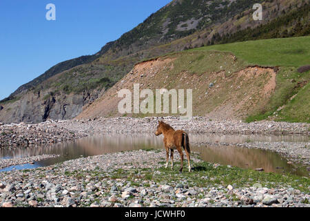 Un puledro selvaggio a Pollets Cove nel Maine Foto Stock