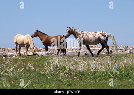 Cavalli selvaggi a Pollets Cove nel Maine Foto Stock