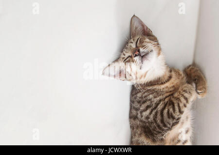 Gatto dorme in posizione divertente Foto Stock