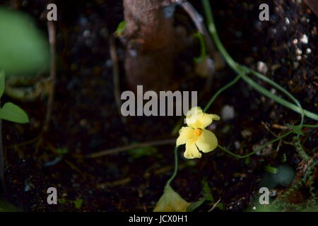 Gourd amaro fiore Foto Stock