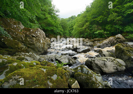 Afon Conwy in ondata dopo prolungata piovosità.- Il fiume Conway nelle vicinanze Conway Falls, Betws y Coed nel Galles del Nord. Foto Stock