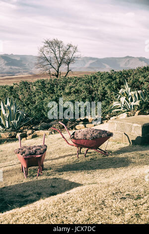 In Lesotho africa la carriola in prossimità di impianti e cactus come concetto Natura Foto Stock