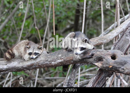 Raccoon in le mangrovie Foto Stock