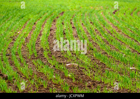 Giovani oatfield con i germogli Foto Stock