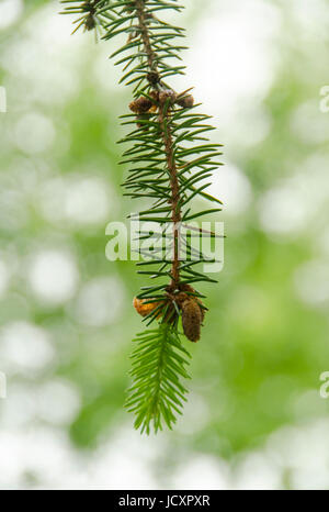 Abete rosso ramoscello con fiori Foto Stock