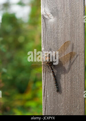 Common hawker dragonfly seduto su di un pezzo di legname Foto Stock
