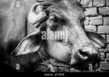 Animale e headshot immagine ritratto di Asian Bufalo d'acqua. Un incredibile in bianco e nero di close-up di un testa di buffalo. Un potente bestia da soma in Asia Foto Stock