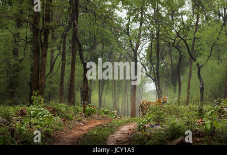 Royal tigre del Bengala in verde e lussureggiante foresta monsonica Foto Stock