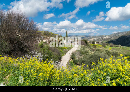 Fiori selvaggi vicino Paramali, Prastio Avdimou, Limassol District, Pachna, Monti Troodos, Cipro Foto Stock