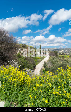 Fiori selvaggi vicino Paramali, Prastio Avdimou, Limassol District, Pachna, Monti Troodos, Cipro Foto Stock