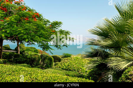 Royal Poinciana (Delonix regia) in piena fioritura nel giardino del Monte delle Beatitudini, Kinnerot, Israele con la vista del mare di Galilea. Foto Stock