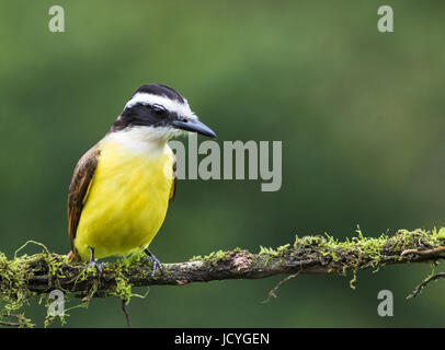 Grande kiskadee, Pitangus sulfuratus seduto in un albero a Laguna del Lagarto, Boca Tapada, San Carlos Costa Rica Foto Stock