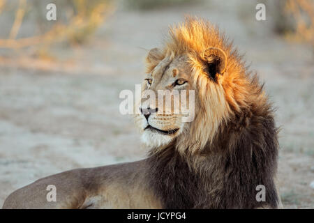 Ritratto di un grande maschio di leone africano (Panthera leo), Sud Africa Foto Stock