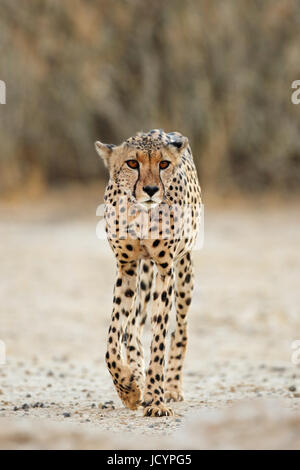 Un avviso ghepardo (Acinonyx jubatus) passeggiate, deserto Kalahari, Sud Africa Foto Stock