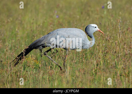 Un messo in pericolo il Blue Crane (Anthropoides paradisaea) a piedi nella prateria, Sud Africa Foto Stock