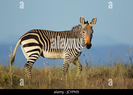 Cape mountain zebra (Equus zebra) nella prateria, Mountain Zebra National Park, Sud Africa Foto Stock