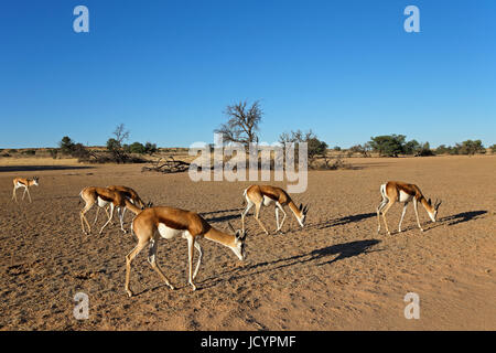 Una mandria di springbok antilopi (Antidorcas marsupialis) nel paesaggio del deserto, il Kalahari, Sud Africa Foto Stock