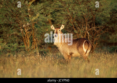 Antilope Waterbuck (Kobus ellipsiprymnus) nel tardo pomeriggio di luce, Sud Africa Foto Stock