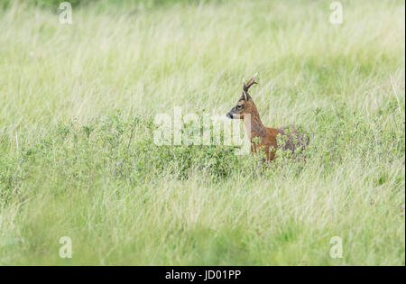 Maschio o buck, il capriolo (Capreolus capreolus) Foto Stock