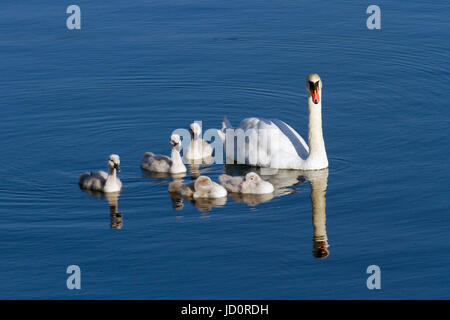 Mute Swan con giovani scivoli lungo le acque still su Marine Lke a Southport. I giovani uccelli, o cigneti, a volte cavalcano sulle spalle dei genitori e rimangono con gli uccelli adulti per quattro o cinque mesi. I cigni sono normalmente creature molto placide, ma sono molto forti e possono usare le loro ali per un buon effetto quando si difendono. Foto Stock