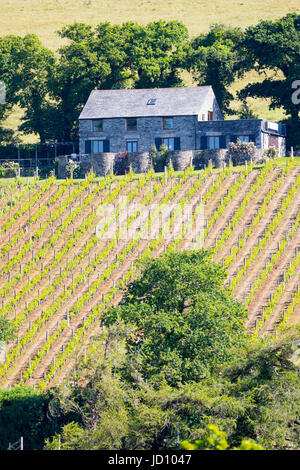 Il premiato Camel Valley Vineyard vicino a Bodmin, Cornwall con filari di viti e degustazione di vino e costruzione shop Foto Stock