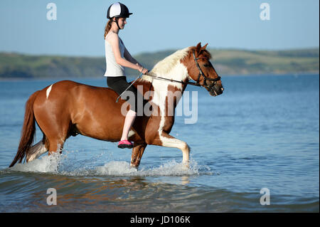 I piloti e i loro cavalli e pony rinfrescarvi dal weekend di calore nella Baia di Weymouth Dorset, UK Credit: Finnbarr Webster/Alamy Live News Foto Stock