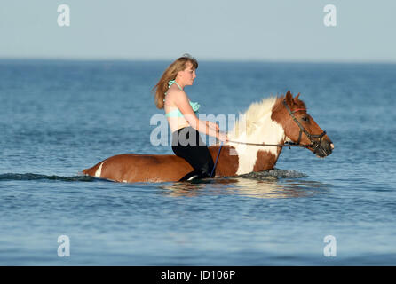 I piloti e i loro cavalli e pony rinfrescarvi dal weekend di calore nella Baia di Weymouth Dorset, UK Credit: Finnbarr Webster/Alamy Live News Foto Stock