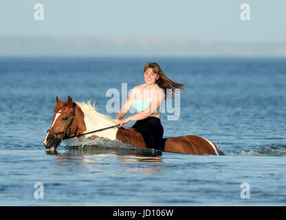 I piloti e i loro cavalli e pony rinfrescarvi dal weekend di calore nella Baia di Weymouth Dorset, UK Credit: Finnbarr Webster/Alamy Live News Foto Stock