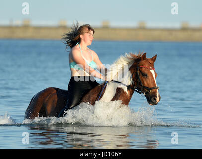 I piloti e i loro cavalli e pony rinfrescarvi dal weekend di calore nella Baia di Weymouth Dorset, UK Credit: Finnbarr Webster/Alamy Live News Foto Stock