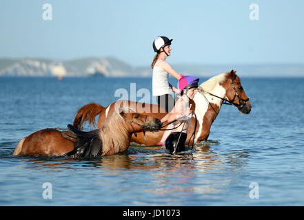 I piloti e i loro cavalli e pony rinfrescarvi dal weekend di calore nella Baia di Weymouth Dorset, UK Credit: Finnbarr Webster/Alamy Live News Foto Stock