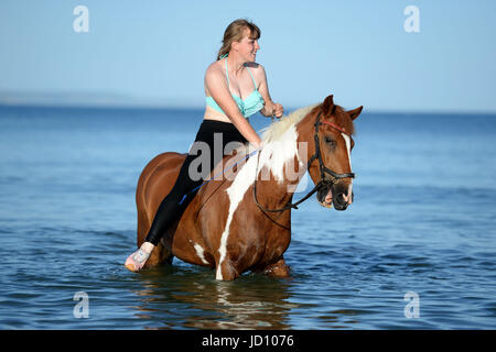 I piloti e i loro cavalli e pony rinfrescarvi dal weekend di calore nella Baia di Weymouth Dorset, UK Credit: Finnbarr Webster/Alamy Live News Foto Stock