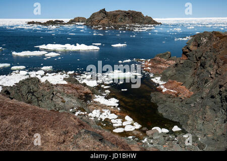 Assonnato Cove - Testa di corvo, Twillingate, Terranova, Canada Foto Stock