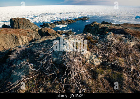 Scogliere e Mare di pile in testa di corvo, Twillingate, Terranova, Canada Foto Stock