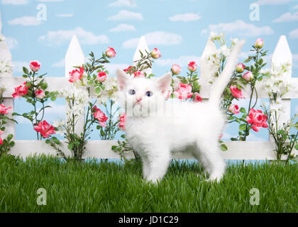 Soffice bianco permanente gattino lateralmente in erba, guardando il visualizzatore. white Picket Fence con rosa e rose rosse con fiori di colore bianco, sfondo blu cielo Foto Stock