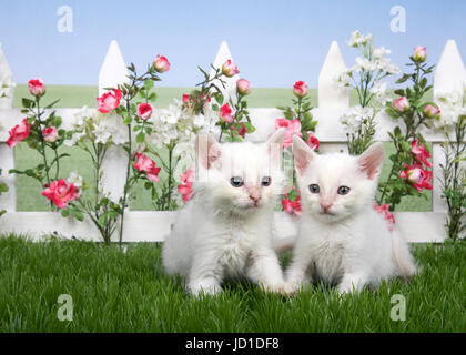 Due piccoli soffici gattini bianco in piedi in erba verde, bianco Picket Fence con il Rosa Rose e fiori bianchi dietro, prato continua in background per s Foto Stock