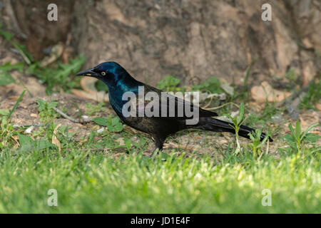 Grackle comune rovistando sul terreno. Foto Stock