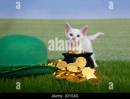 Piccolo cucciolo bianco in piedi dietro leprechaun pentola d'oro accanto al cappello verde in erba, campo di erba in background per sky line. Divertimento di San Patrizio da Foto Stock