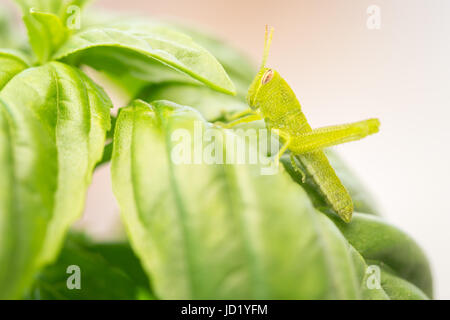 Splendida piccola Cavalletta verde Close-Up poggiante su foglie di basilico. Foto Stock